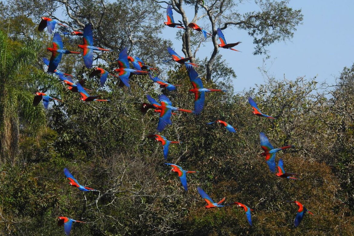 Buraco das Araras - Agência Galeria Artes - Bonito/MS - Foto: Edson Moroni